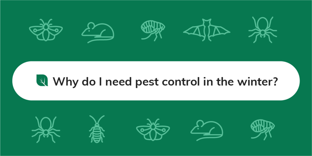 Winter Pest Control in Riyadh