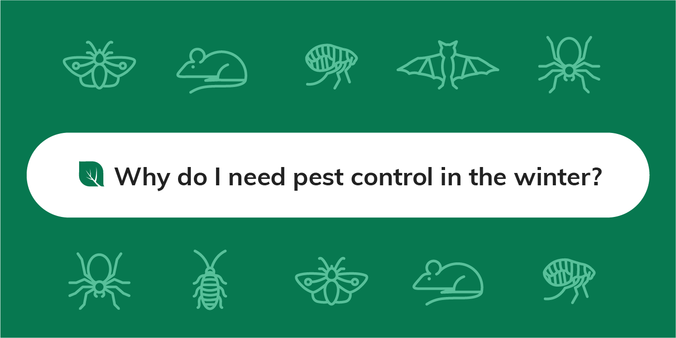 Winter Pest Control in Riyadh