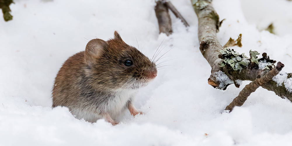 Winter Pest Control Timing